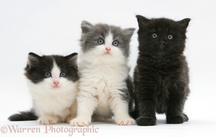 Three cute kittens, white background
