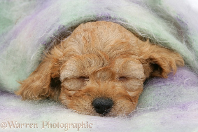 Golden Cockapoo pup, 6 weeks old, asleep under a scarf, white background
