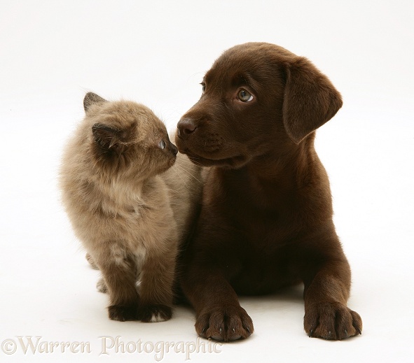 Chocolate Labrador Retriever pup with chocolate Birman-cross kitten, white background