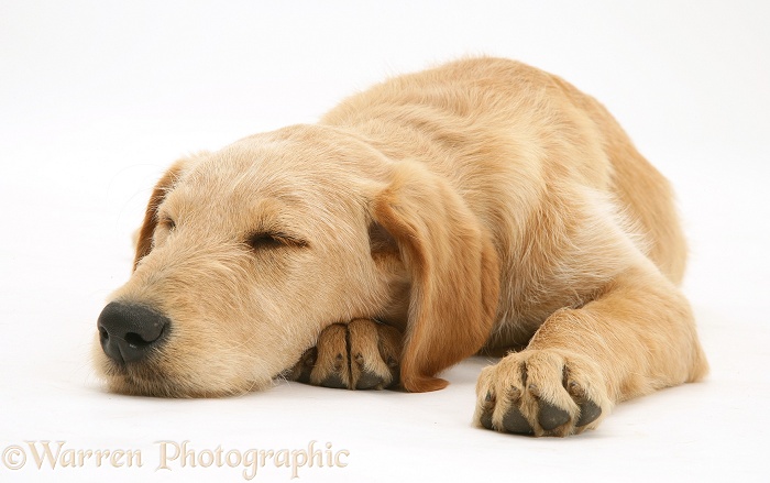 Sleepy Labradoodle pup, Maddy, white background