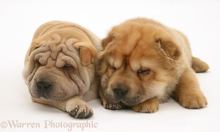 Sleepy Shar-pei pups, white background