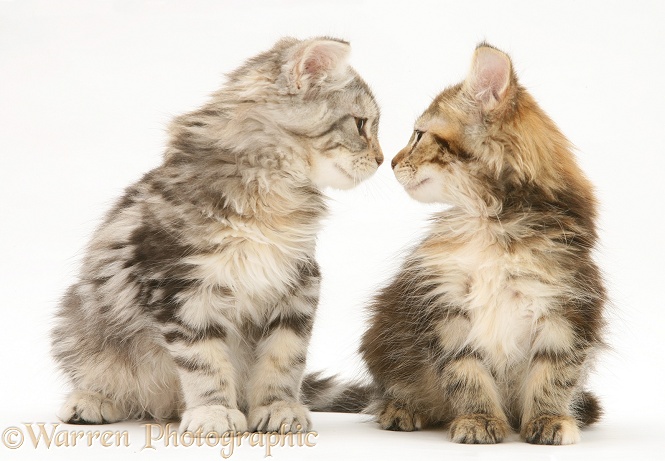 Tabby Maine Coon kittens nose-to-nose, white background