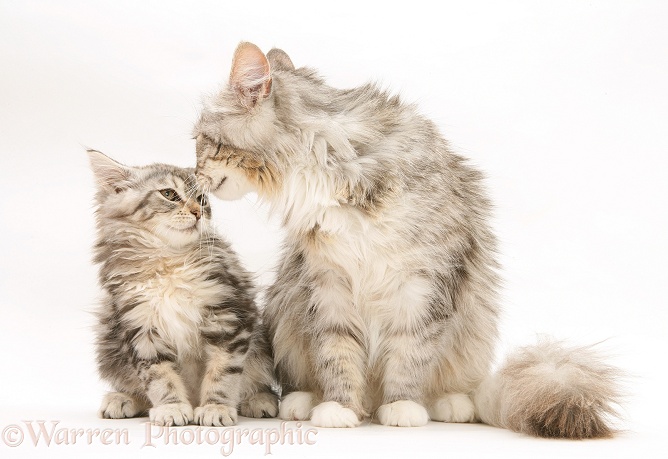 Maine Coon mother cat, Bambi, and her tabby kitten, white background