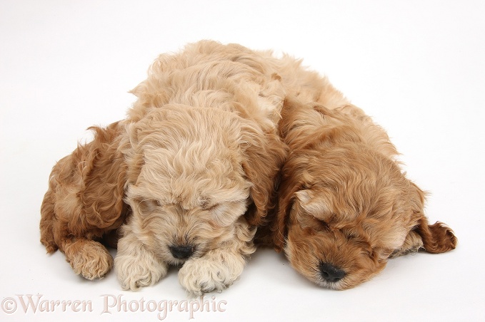 Sleepy golden Cockapoo pups, white background