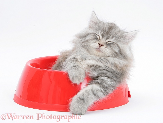 Maine Coon kitten, 8 weeks old, in a plastic food bowl, white background
