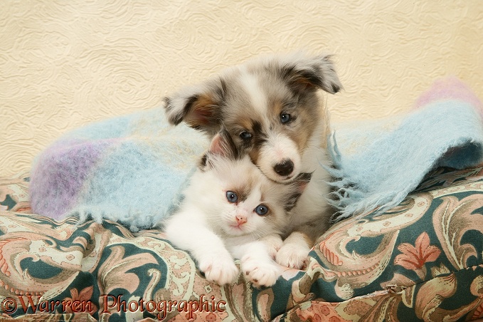 Birman-cross kitten and Shetland Sheepdog pup under a scarf