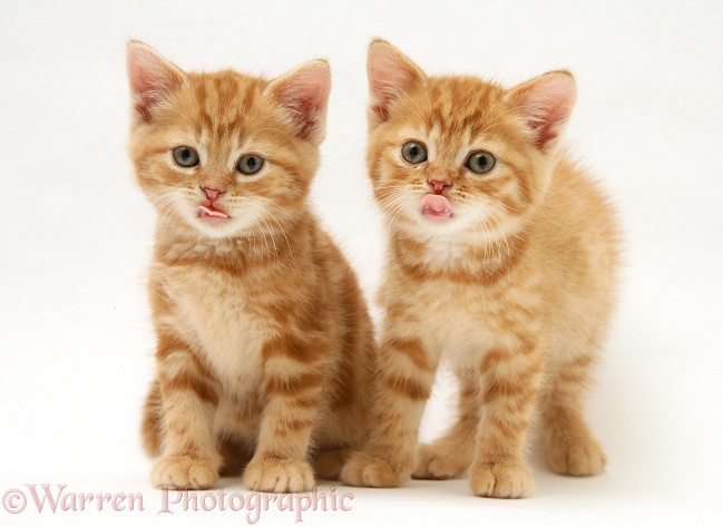 British Shorthair red tabby kittens, white background