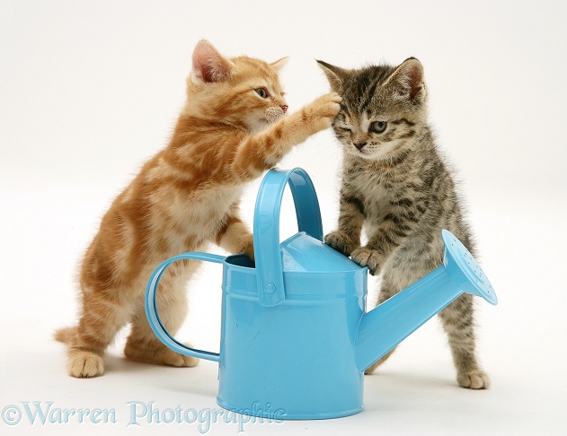 Kittens playing with a toy watering can, white background