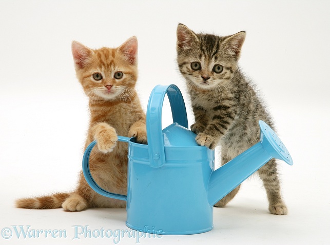 Kittens playing with a toy watering can, white background