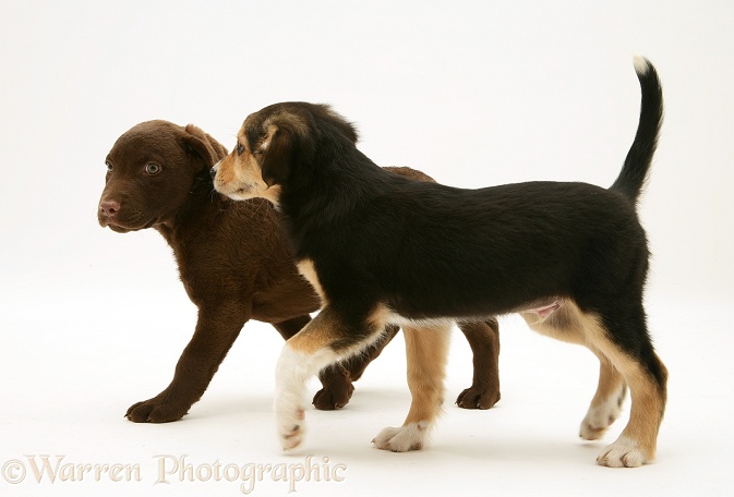 Chesapeake Bay Retriever dog pup, Teague, 9 weeks old, and Border Collie pup, white background