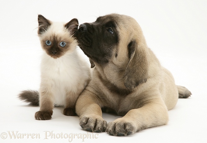 English Mastiff pup with young Birman-cross cat, white background