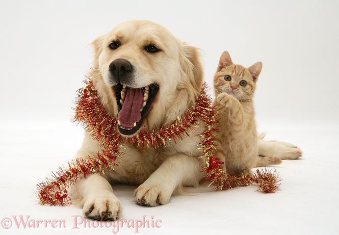 Golden Retriever Lola and Cream Spotted British Shorthair kitten draped with tinsel, white background