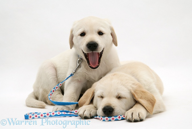 Sleepy Yellow Goldador Retriever pups, white background