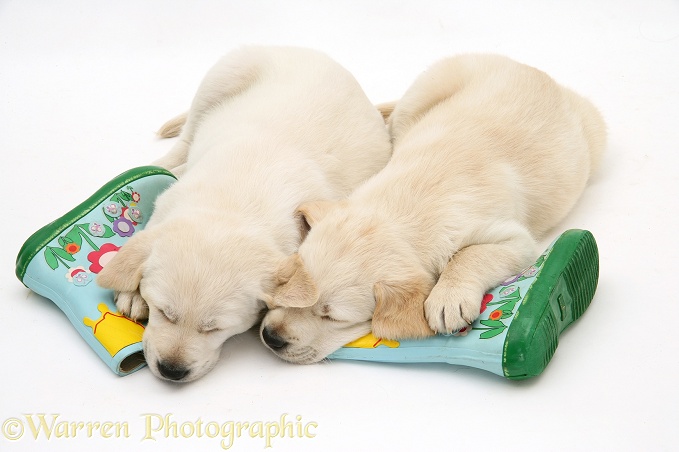 Sleepy Yellow Goldador Retriever pups lying on a child's wellington boots, white background
