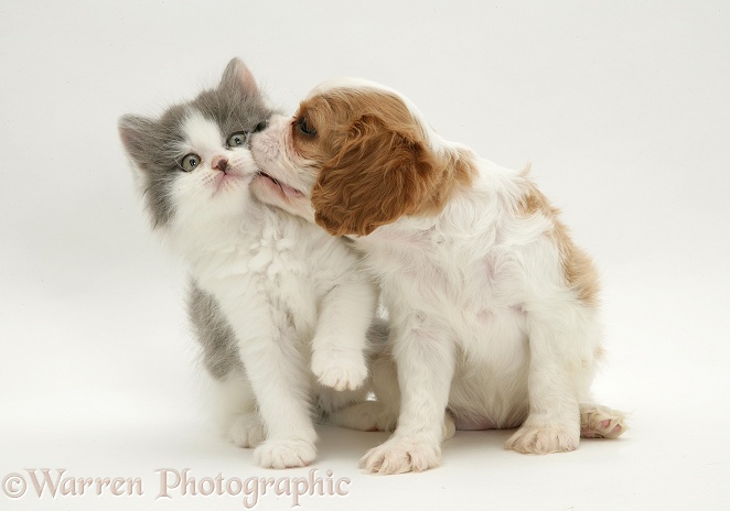 Cavalier King Charles Spaniel puppy with grey-and-white kitten, white background