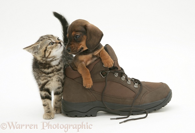 Tabby British Shorthair kitten with miniature smooth-haired Dachshund pup in a walking boot, white background