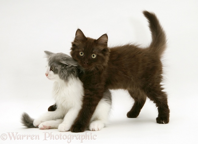 Persian-cross blue-bicolour and chocolate Nancy kittens, white background