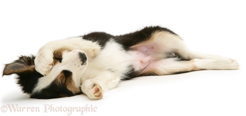 Tricolour Border Collie pup, Barker, rolling on his back, white background