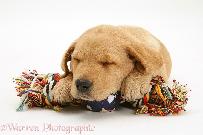Yellow Labrador Retriever pup asleep on a ragger toy, white background