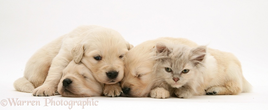 Three Golden Retriever pups with a lilac tortoiseshell kitten, white background