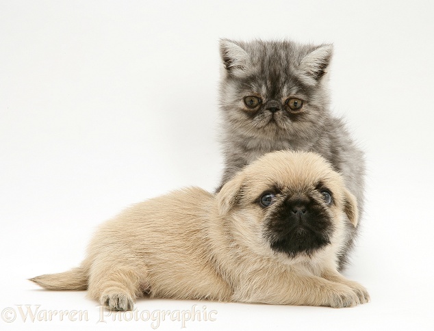 Exotic kitten and Pugzu (Pug x Shih-Tzu) pup, white background