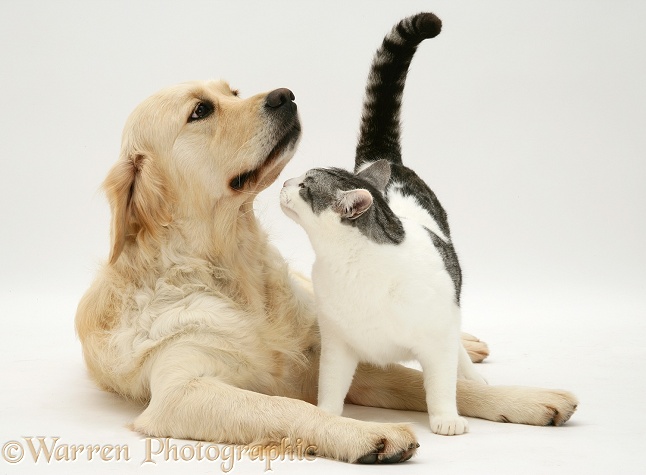 Silver-and-white cat, Clover, sniffing Golden Retriever Lola, white background