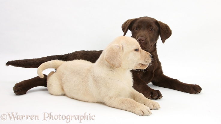 Chocolate Labrador Retriever pup, Lucie, 3 months old, with Yellow Labrador Retriever pup, 7 weeks old, white background