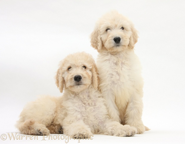Labradoodle pups, 9 weeks old, white background