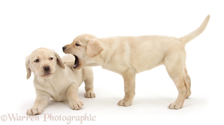 Yellow Labrador puppies, 8 weeks old, play-fighting, white background
