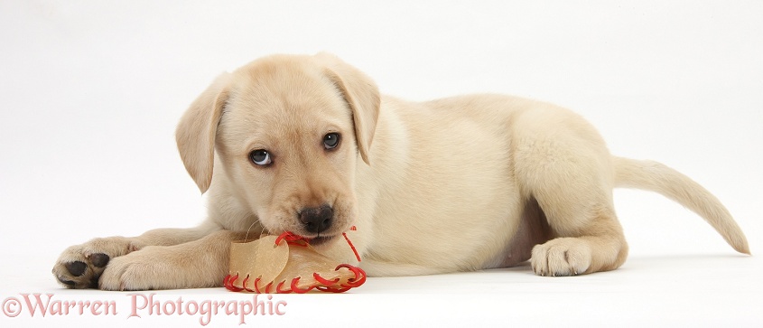 Yellow Labrador Retriever pup, 8 weeks old, chewing a rawhide shoe, white background