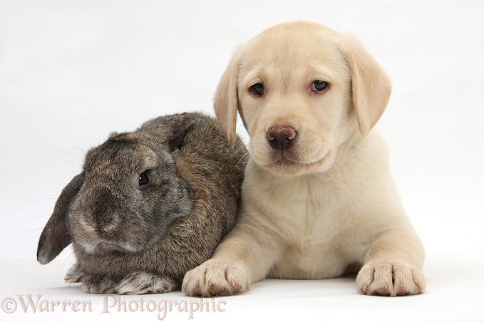 Yellow Labrador Retriever pup, 8 weeks old, with agouti Lop rabbit, white background