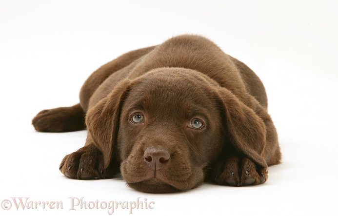 Chocolate Labrador Retriever pup, white background