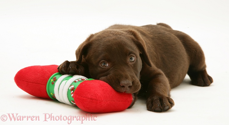 Chocolate Labrador Retriever pup resting on a Christmas soft toy bone, white background