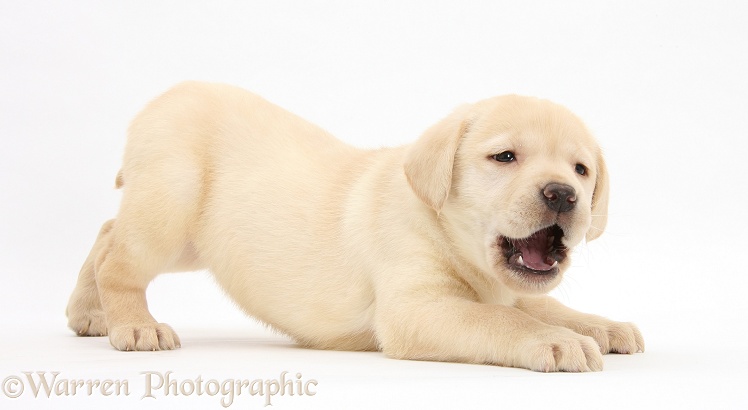 Yellow Labrador Retriever puppy, 7 weeks old, barking playfully, white background