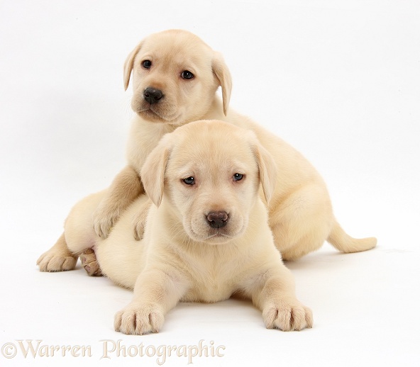 Yellow Labrador Retriever puppies, 7 weeks old, white background