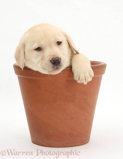 Yellow Labrador Retriever puppy, 7 weeks old, in a flowerpot, white background
