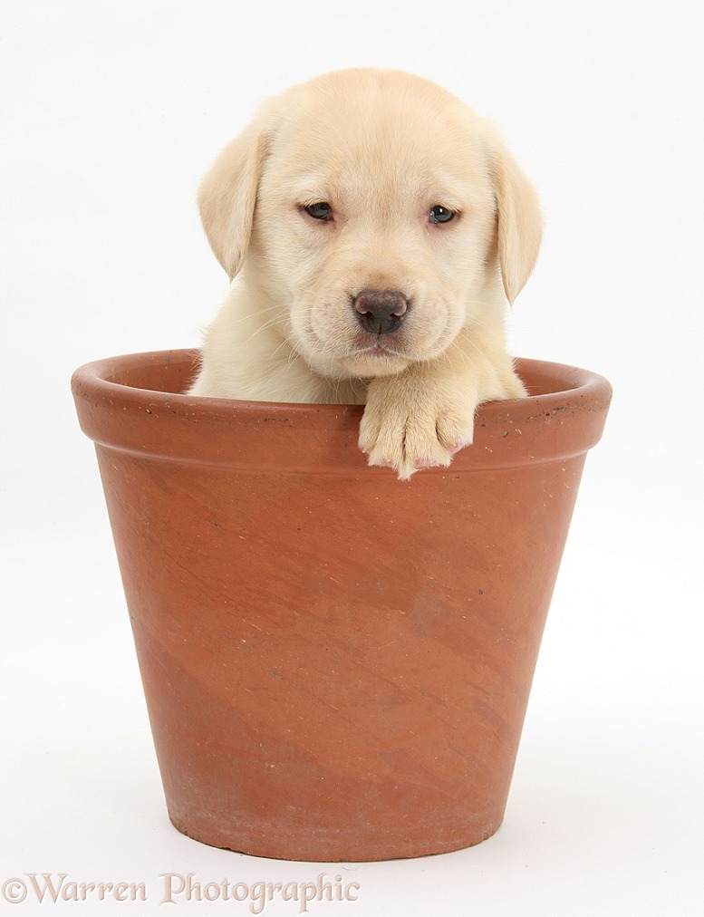 Yellow Labrador Retriever puppy, 7 weeks old, in a flowerpot, white background