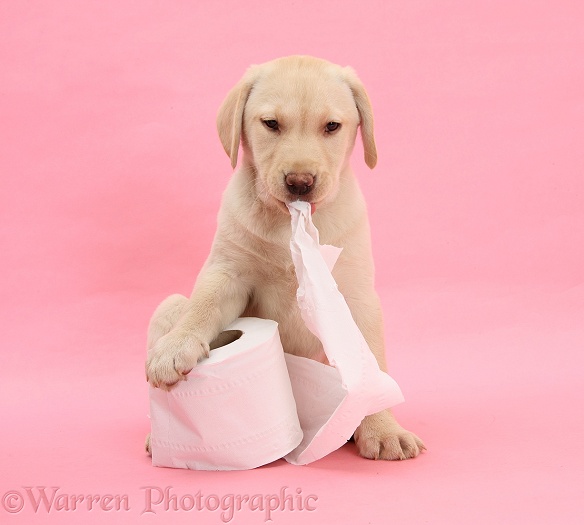 Yellow Labrador Retriever bitch pup, 10 weeks old, with toilet roll, on pink background
