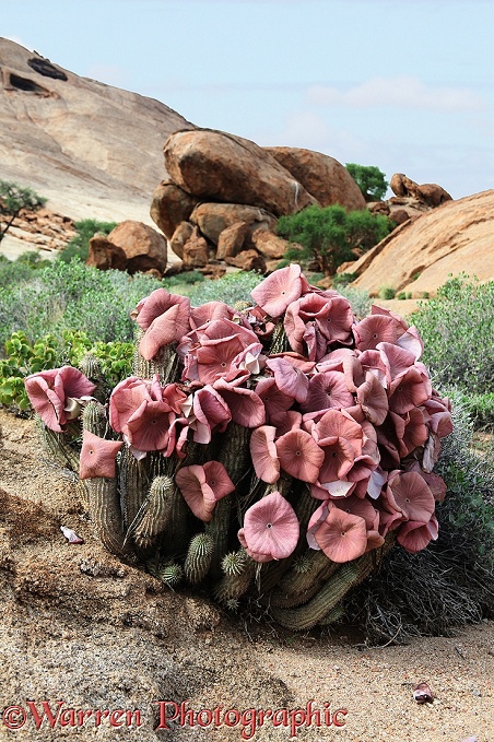 Namib Hoodia (Hoodia gordonii) in flower
