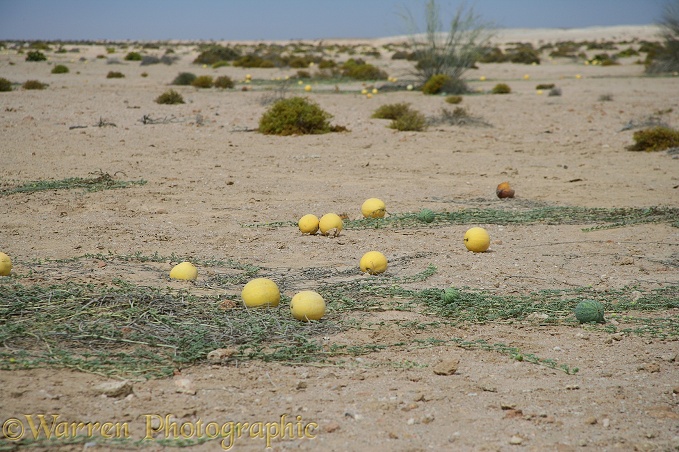 Wild melon (Citrullus lanatus) in the northern Namib Desert