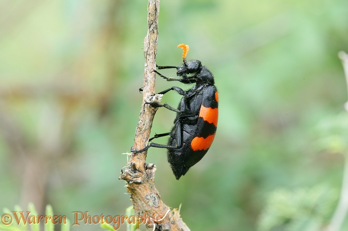 Blister Beetle (Mylabris oculata).  Southern Africa