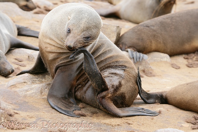 Cape Fur Seal (Arctocephalus pusillus) female using hind flipper to scratch chin