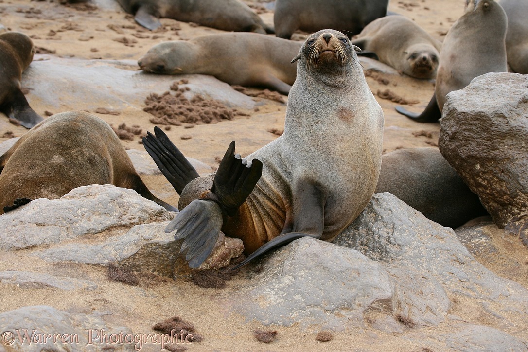 Cape Fur Seal (Arctocephalus pusillus) female