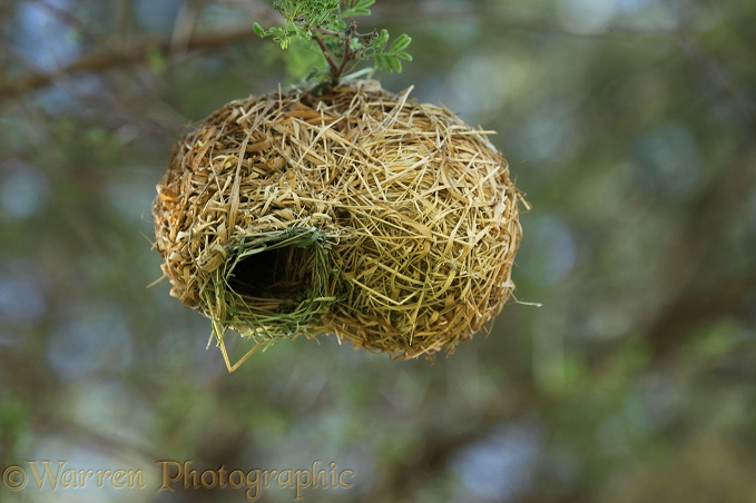 Lesser Masked Weaver (Ploceus intermedius) nest
