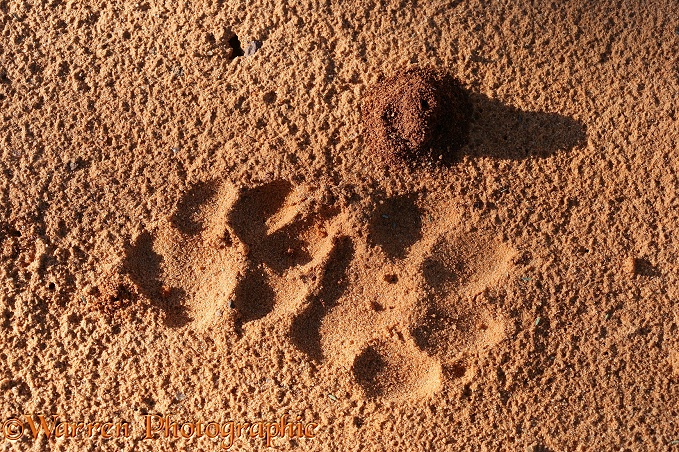 Brown Hyena (Parahyaena brunnea) footprints in sand