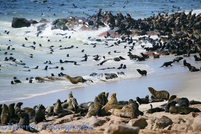 Cape Fur Seal (Arctocephalus pusillus) colony