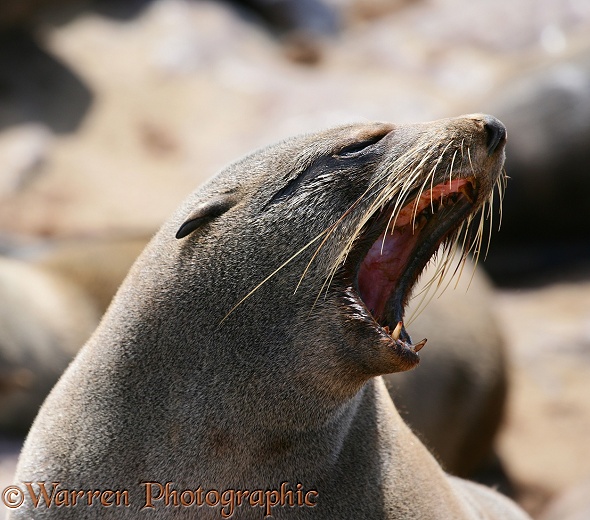 Cape Fur Seal (Arctocephalus pusillus) female yawning