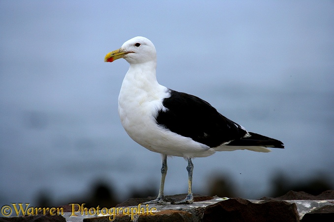 Kelp Gull (Larus dominicanus).  Southern Africa