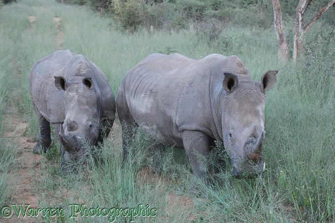 White Rhinoceros (Ceratotherium simum) pair.  Africa