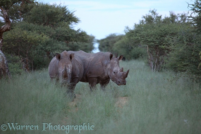 White Rhinoceros (Ceratotherium simum) pair.  Africa